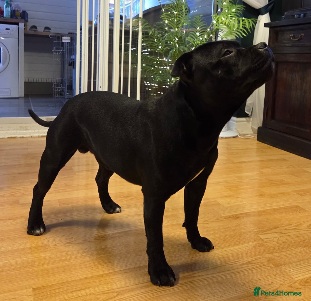 Staffordshire Bull Terrier dogs for stud: Black/Brindle and White Show quality Boy for Stud - Advert 2