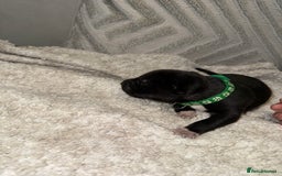 Mixed Breed dogs for sale: Cane corso mix Akita  - Image 33