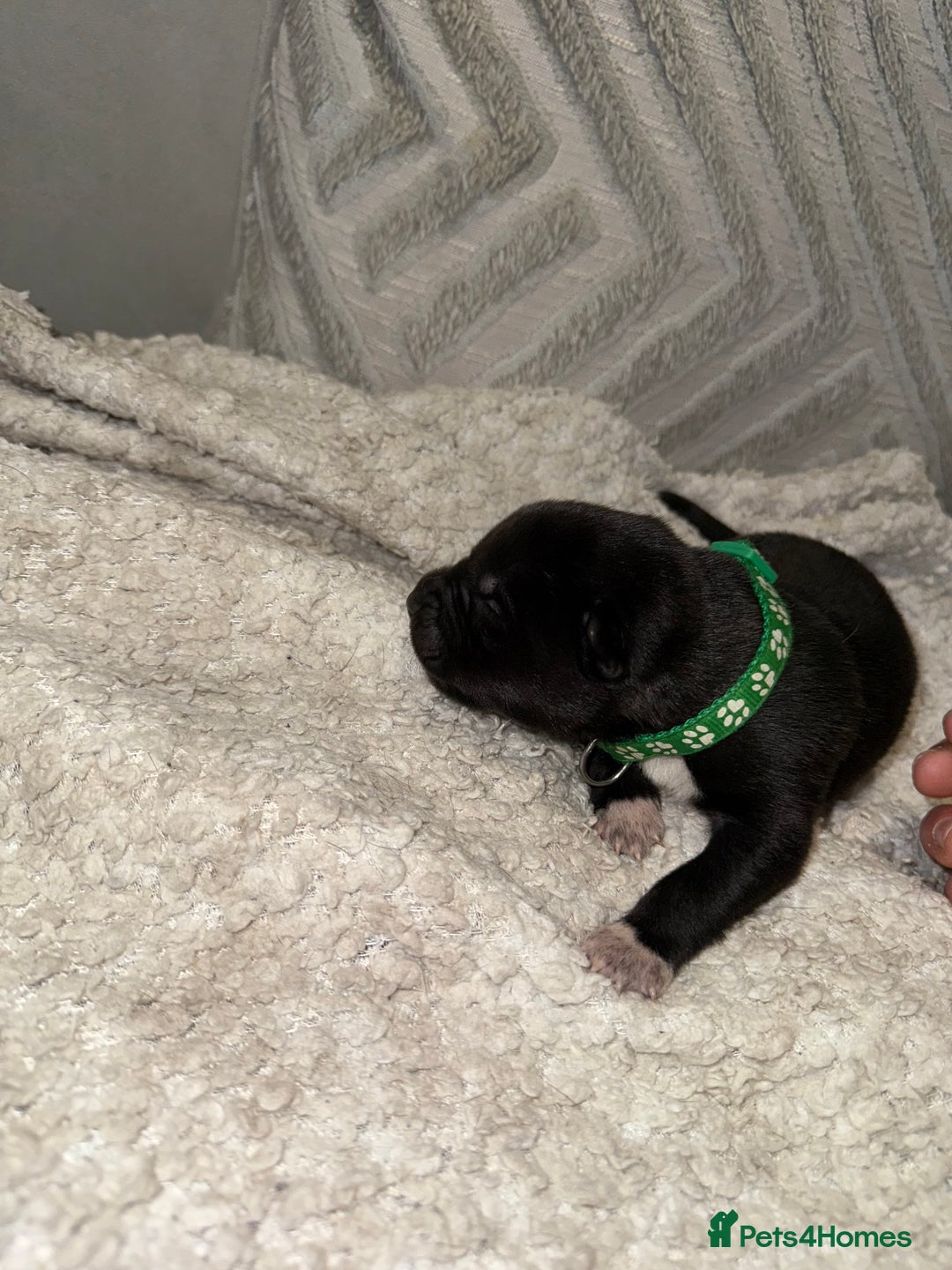 Mixed Breed dogs for sale: Cane corso mix Akita  - Image 33
