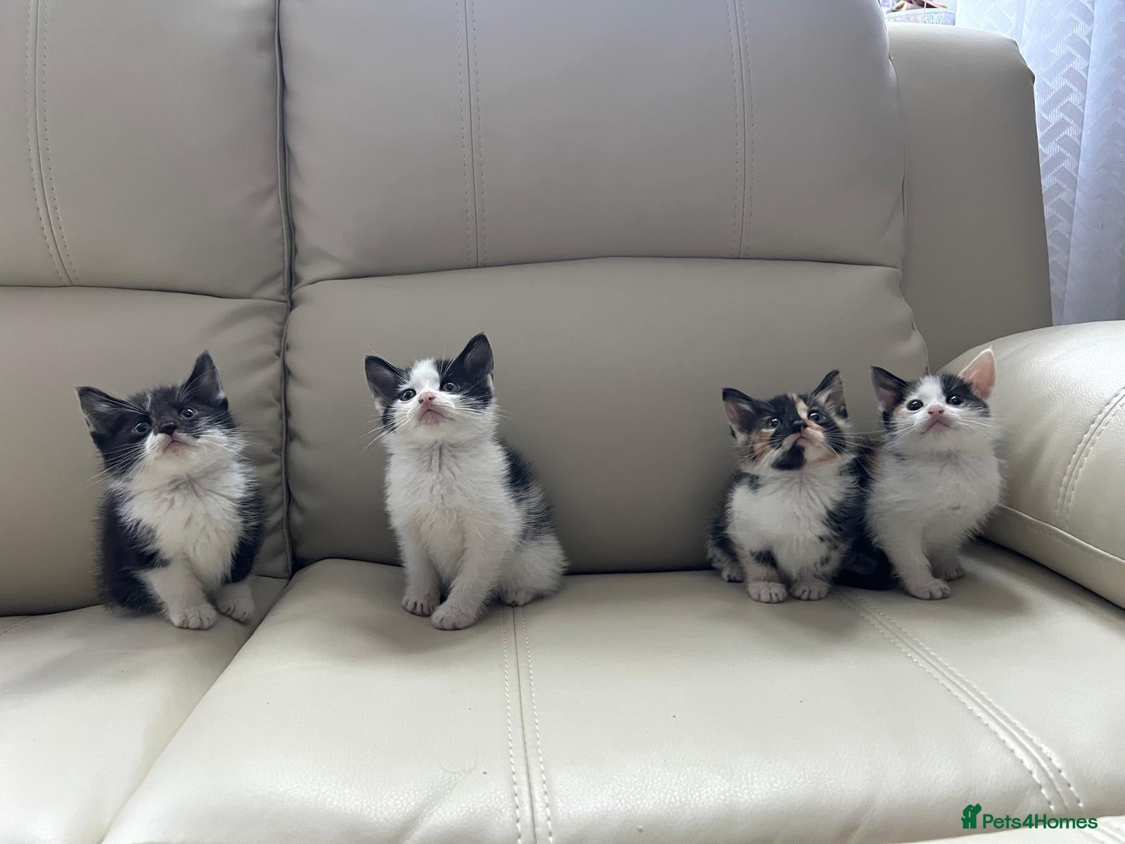 Mixed Breed cats calico kittens for sale! - Advert 3