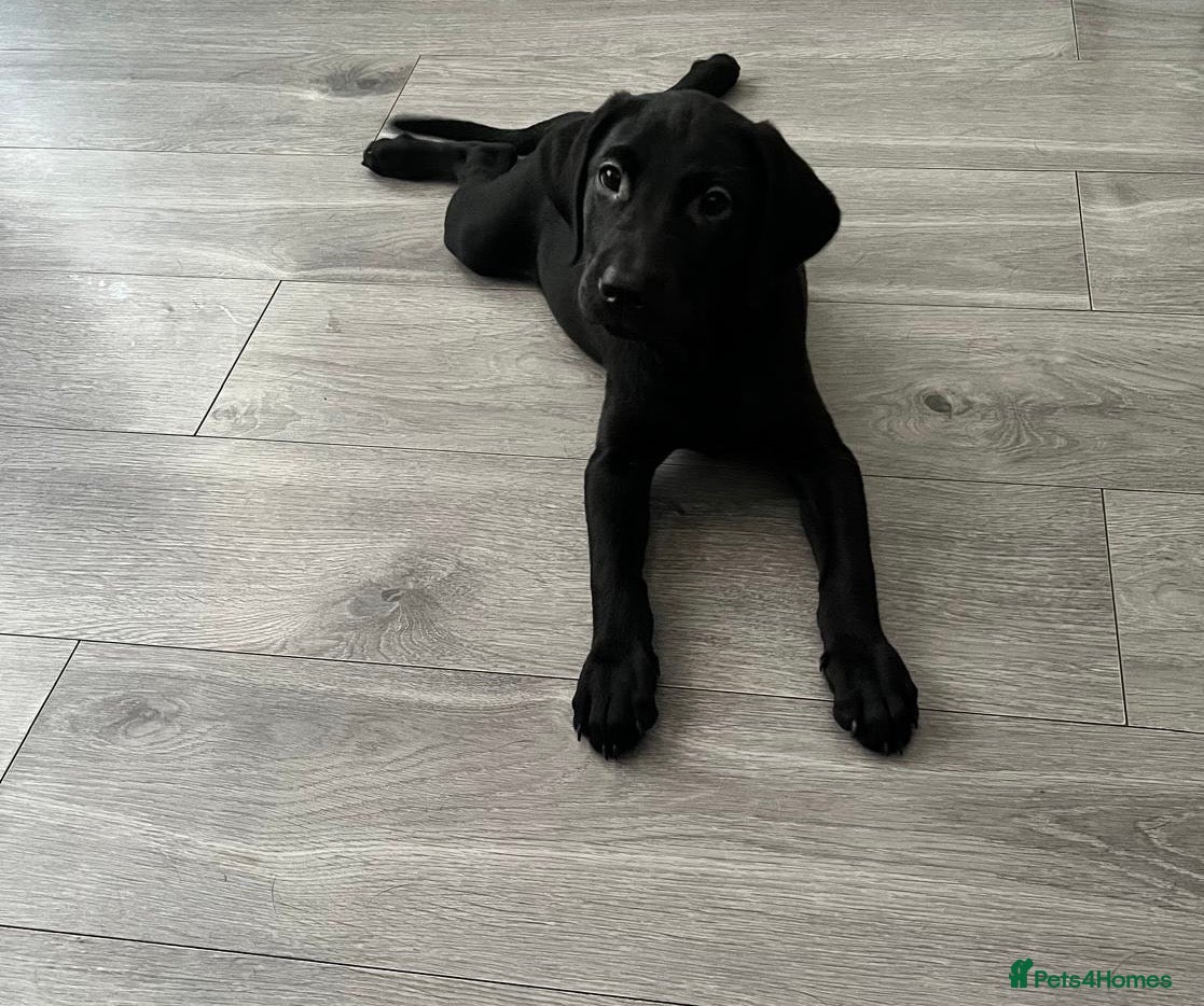 Labrador Retriever dogs 1 Girl left! Beautiful KC Labrador Puppies - Advert 1