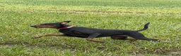 Dobermann dogs for sale: Loyal Doberman  in Preston - Advert 4