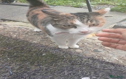 Domestic Shorthair cats for sale: Cute Domestic short hair Kitten, 5 Months Old  - Image 8