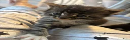 Maine Coon cats for sale: Beautiful Maine coon kittens - Advert 3