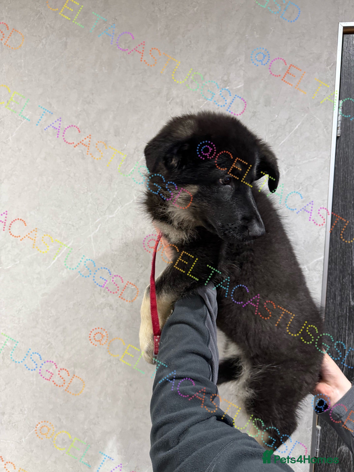 German Shepherd dogs Reduced further they carry Isabella Kcreg GSD pups - Advert 1