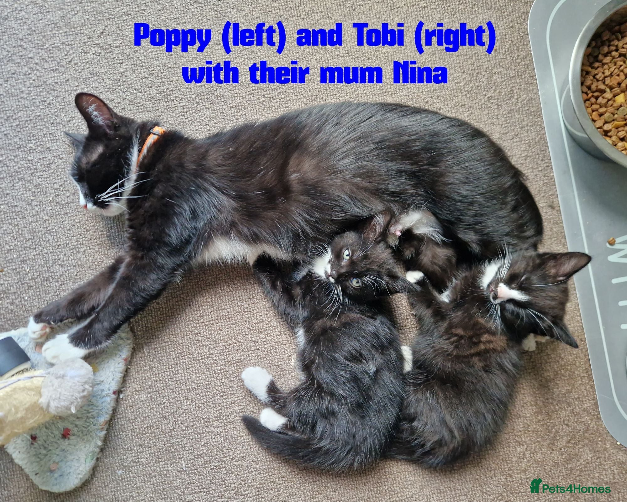 Mixed Breed cats Tobi and Poppy are looking for a new home - Advert 1