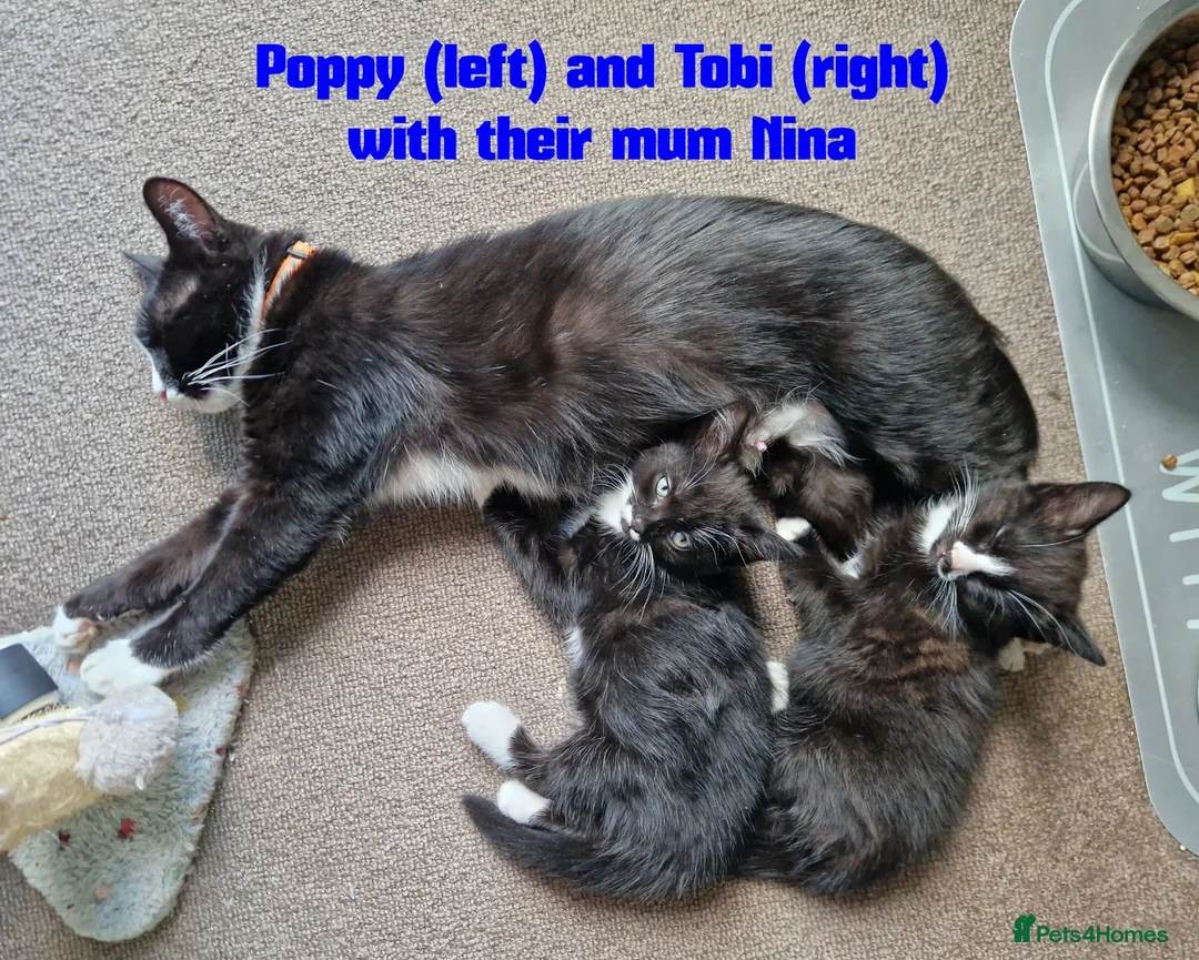 Mixed Breed cats for sale: Tobi and Poppy are looking for a new home - Advert 2
