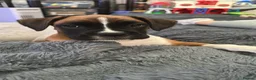 Boxer dogs for sale: Boxer Puppies - Advert 7