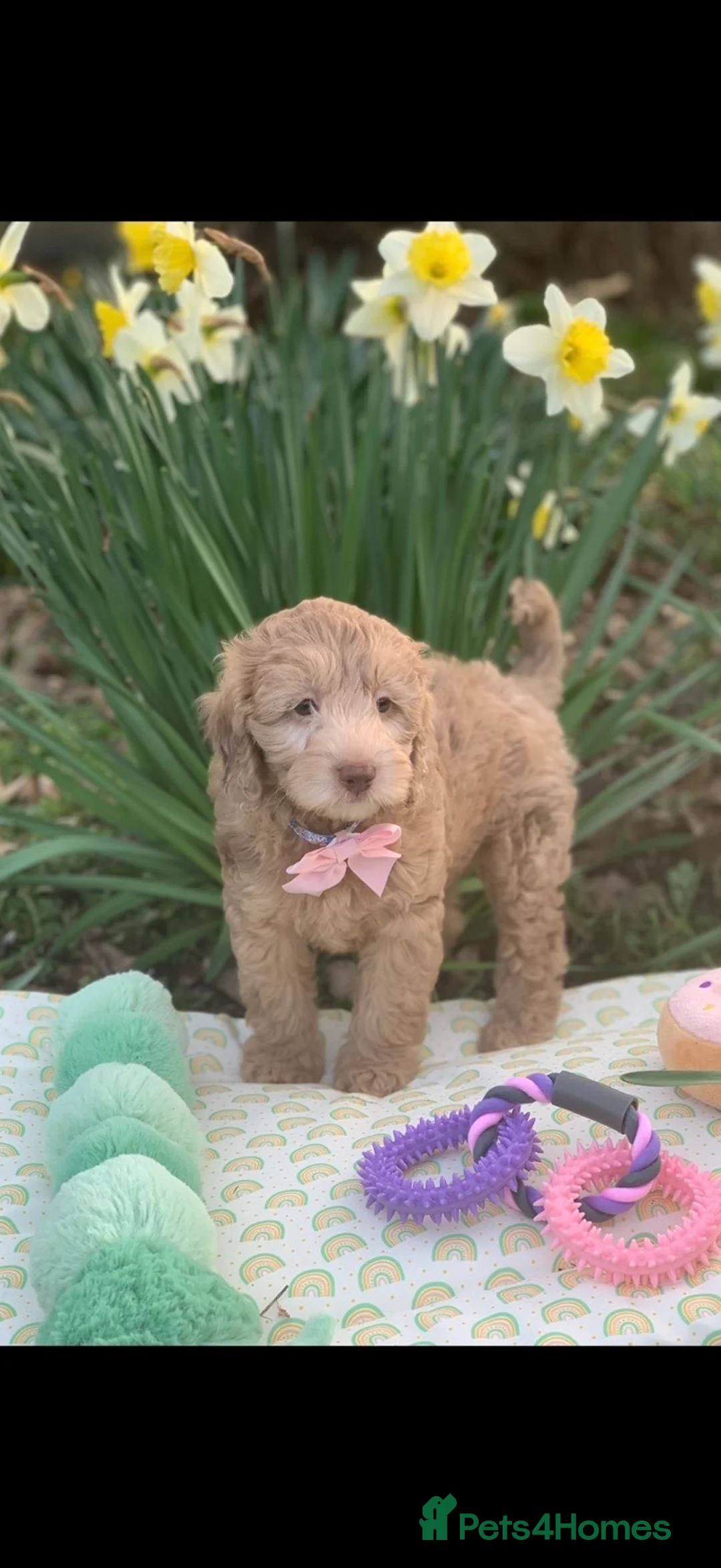 Cavapoo dogs for sale: Cavapoos boys and girls  - Advert 1