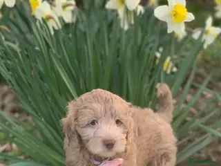 Cavapoo dogs Cavapoos boys and girls - Advert 2