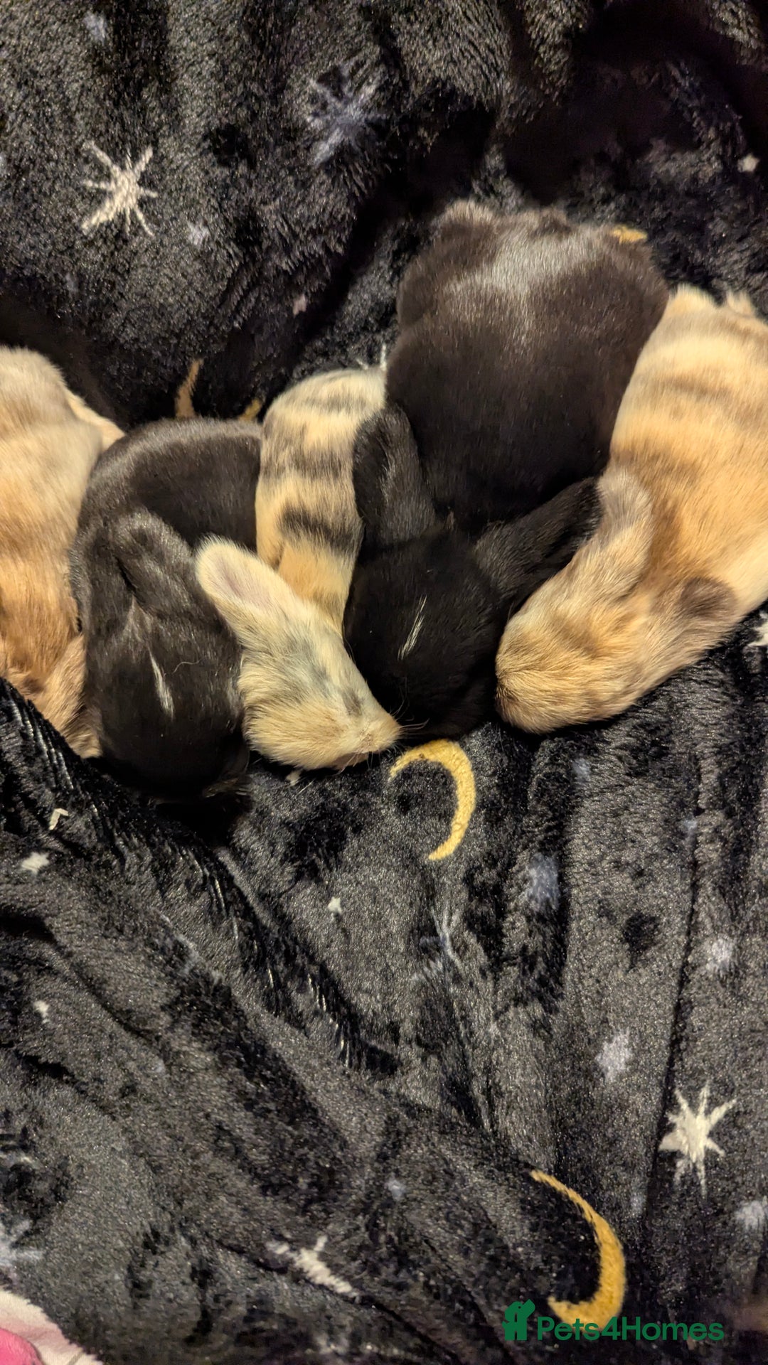 Mini Lop rabbits for sale: Mini lop babies waiting list  - Advert 13