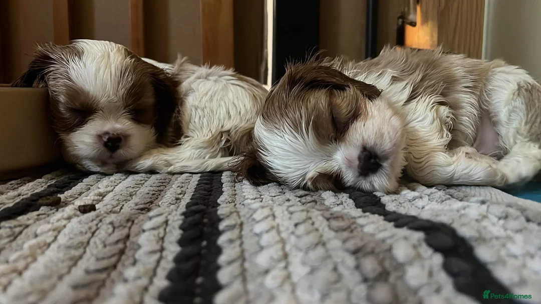 Cavalier King Charles Spaniel dogs for stud: For Stud- Exceptional Champ Pedigree Health Tested in New Milton - Advert 9