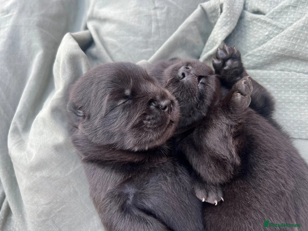 Chow Chow dogs for sale: CHOW CHOW, Elite Champion Bloodline Puppies - Advert 2