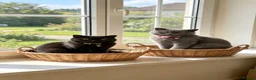 British Shorthair cats for sale: Beautiful best friends five star Home only - Advert 4
