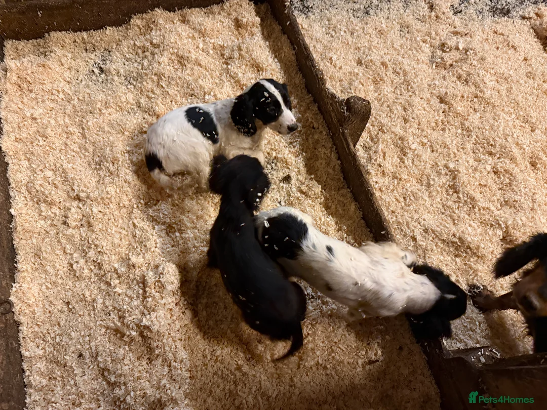 Sprocker dogs for sale: Spraker puppies for sale - Advert 6