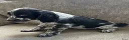 Sprocker dogs for sale: The prettiest sprockers looking forever homes  - Advert 16