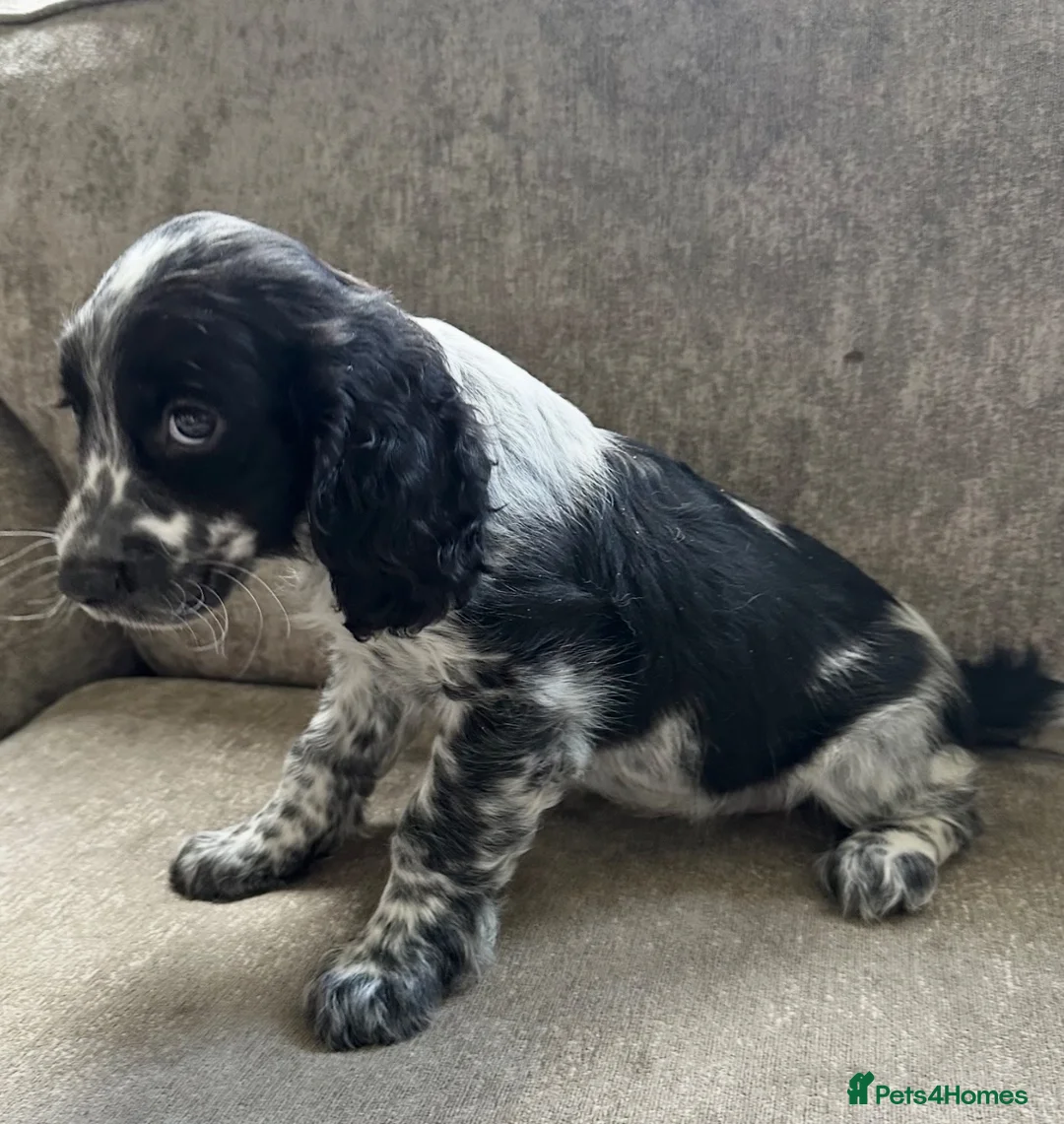 Sprocker dogs for sale: The prettiest sprockers looking forever homes  - Advert 16