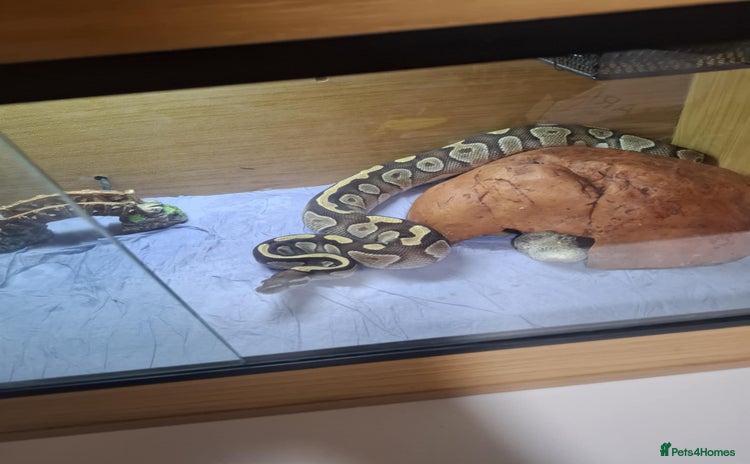Python Snake reptiles - Advert 1
