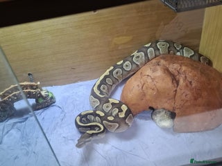 Python Snake reptiles - Advert 28