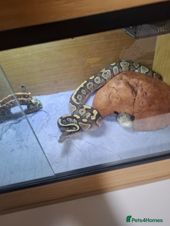 Python Snake reptiles - Advert 9
