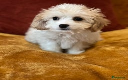 Cavachon dogs for sale: Honey , Cavashon puppy  - Image 4