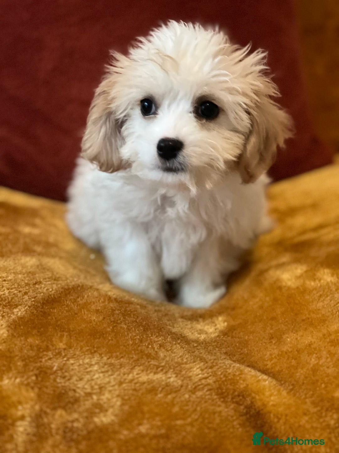 Cavachon dogs for sale: Honey , Cavashon puppy  - Image 4