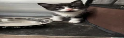 Mixed Breed cats for sale: Male kittens for sale - Advert 3