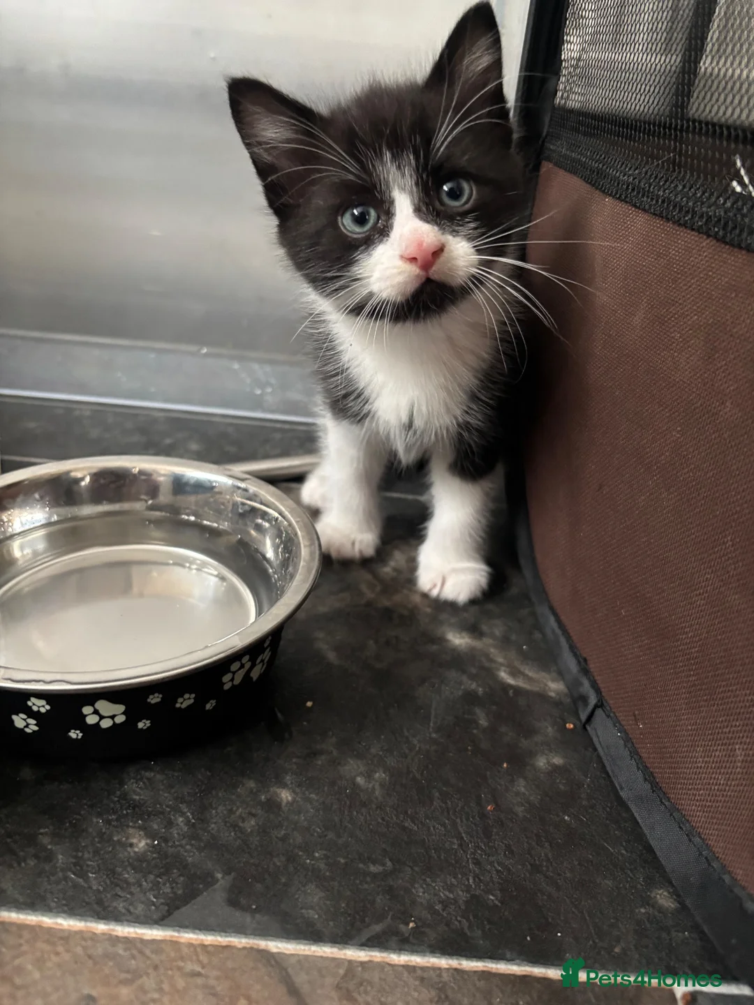 Mixed Breed cats for sale: Male kittens for sale - Advert 3