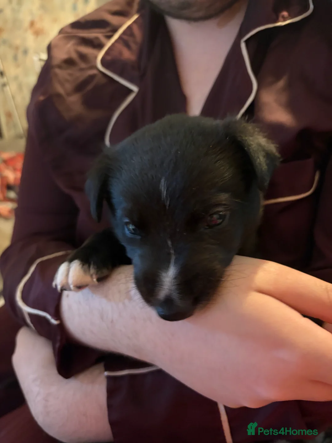 Mixed Breed dogs for sale: Border collie x - Advert 2