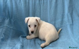 Jack Russell dogs for sale: Mini Jack Russell Terrier puppy - Image 11