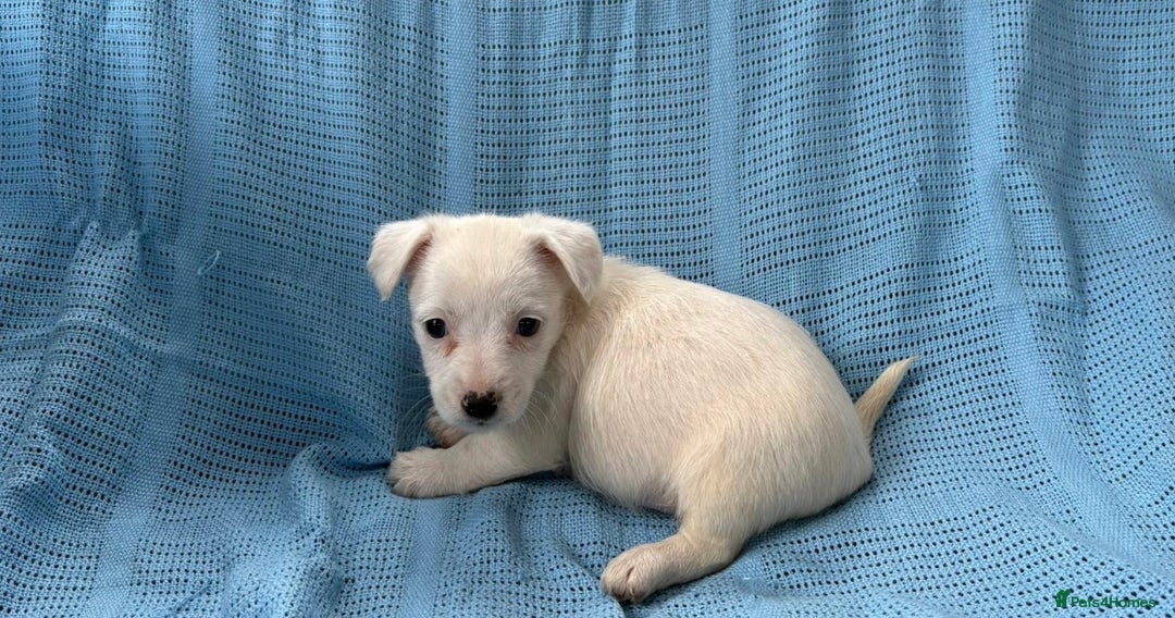 Jack Russell dogs for sale: Mini Jack Russell Terrier puppy - Image 11