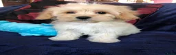Maltipoo dogs for sale: Maltipoo puppies forsale - Advert 23