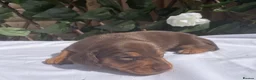 Miniature Dachshund dogs for sale: BEAUTIFUL TINY MINIATURE DASCHUNDS DAPPLE KC  - Advert 24