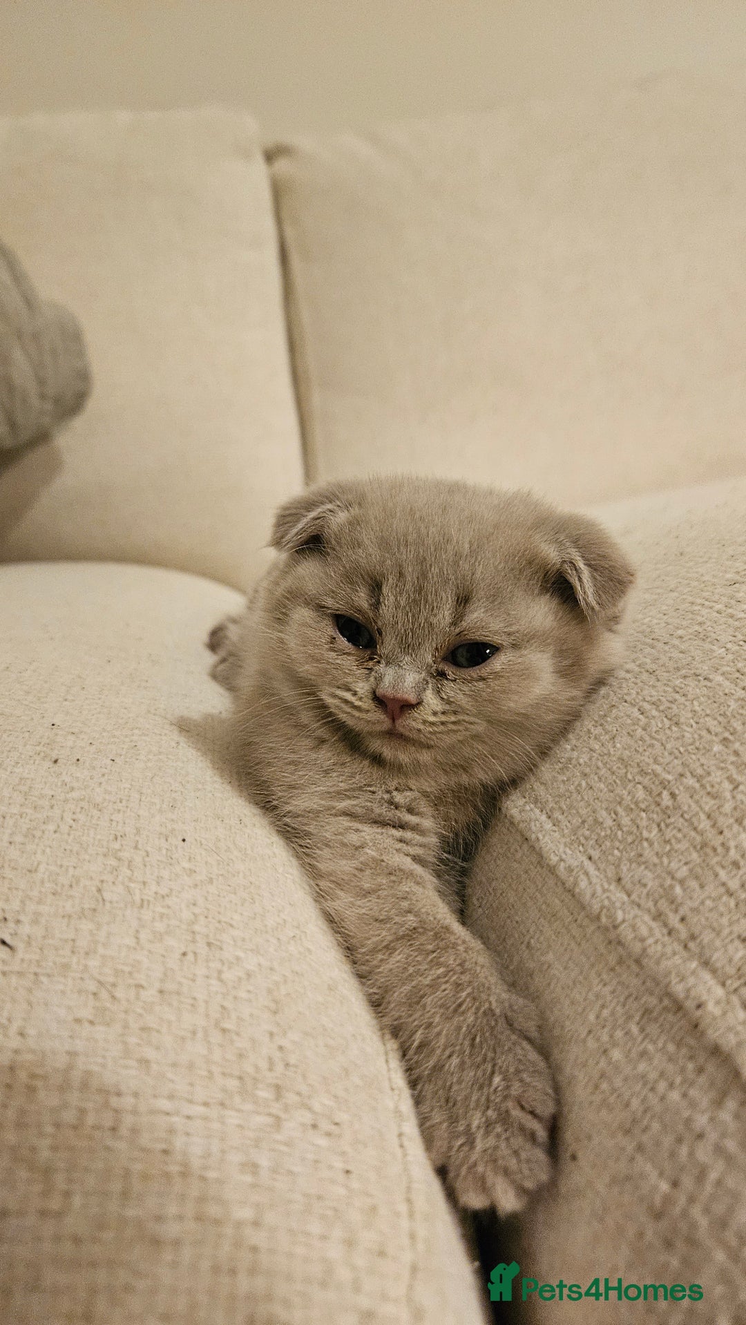 Scottish Fold cats for sale: 🐱British Shorthair x Scottish Fold Kittens🐱 - Advert 18