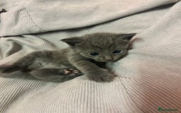 Russian Blue cats for sale: Two beautiful girl Russian blues 🫶 - Image 23