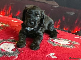 Cockapoo dogs Boys cockerpoo puppies ready for ** - Advert 5