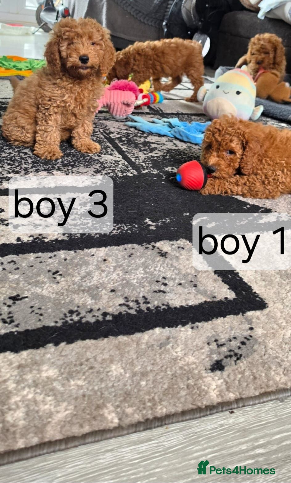 Cavapoo dogs BOYS ONLY cavapoo pups ready to leave  - Advert 2