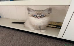 Ragdoll cats for sale: Exquisite GCCF Registered Ragdoll Kittens - Image 19