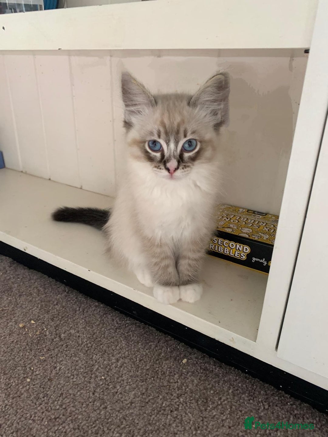 Ragdoll cats for sale: Exquisite GCCF Registered Ragdoll Kittens - Image 19