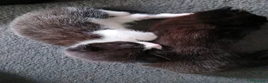 Mixed Breed 2