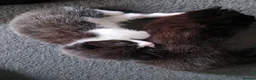 Mixed Breed cats for sale: 3 🐾 Kittens looking for their forever homes! 🐾 - Advert 3