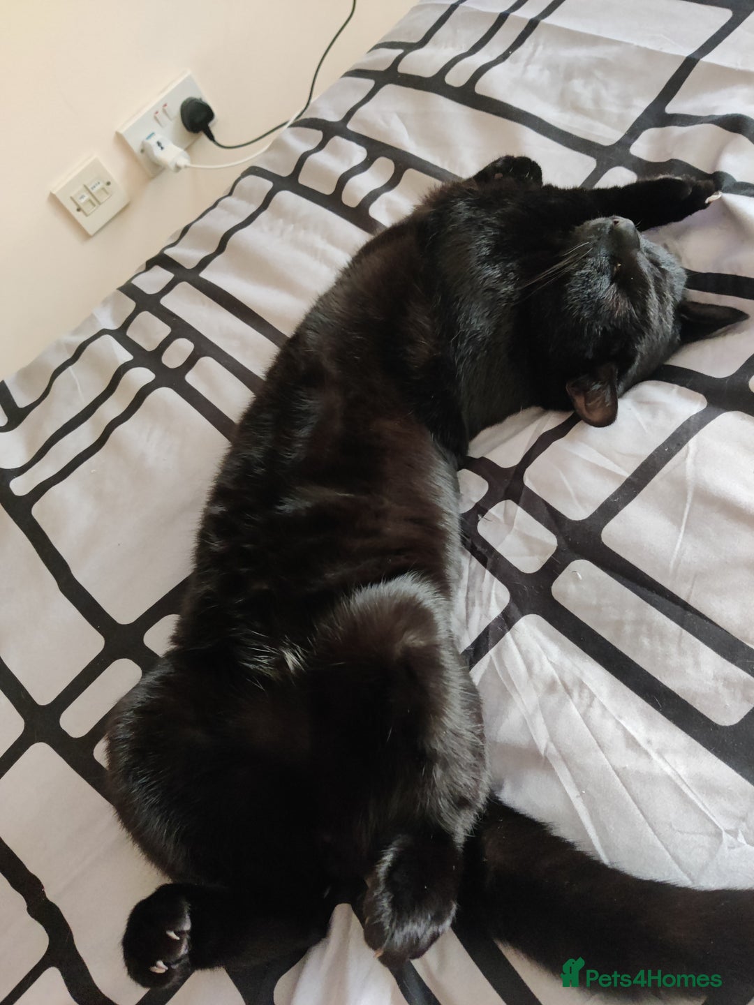 British Shorthair cats for sale: Cat for Free As Long As It's A Good Home! - Advert 4