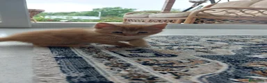 Mixed Breed Kitten 1