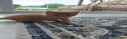 Mixed Breed cats for sale: Adorable Playful Kittens Looking for Home 🐾 - Advert 10