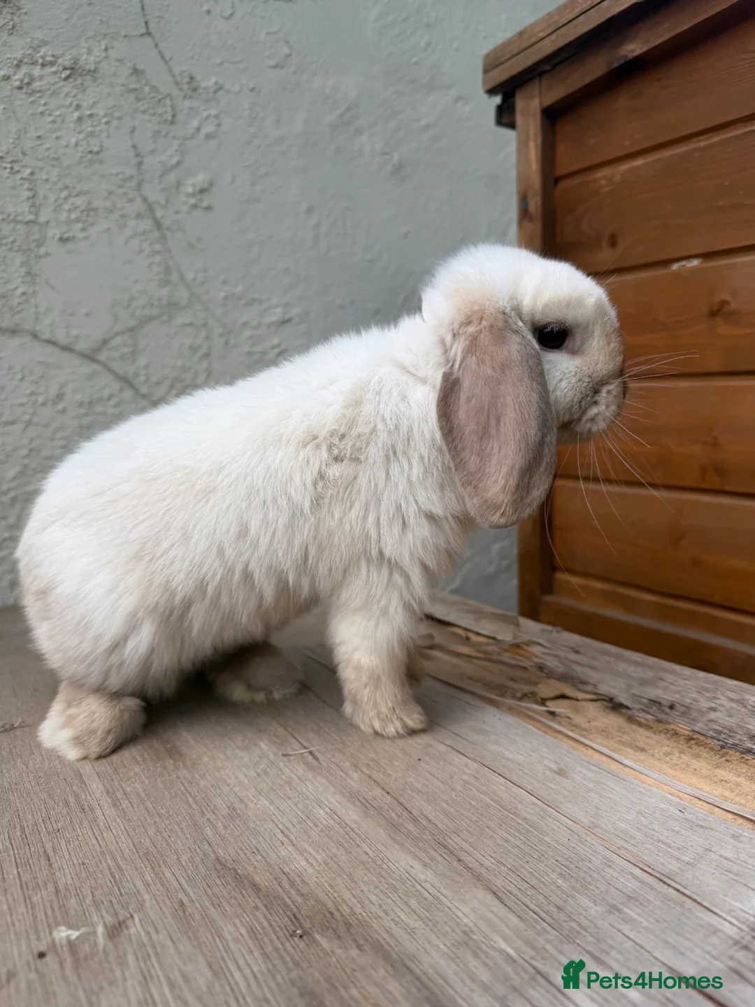 Mini Lop rabbits for sale: Beautiful Young Mini Lop Friendly & Sweet Nature - Advert 4