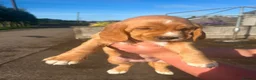 Bocker dogs for sale: Bocker Pups  in Ballyclare - Advert 3