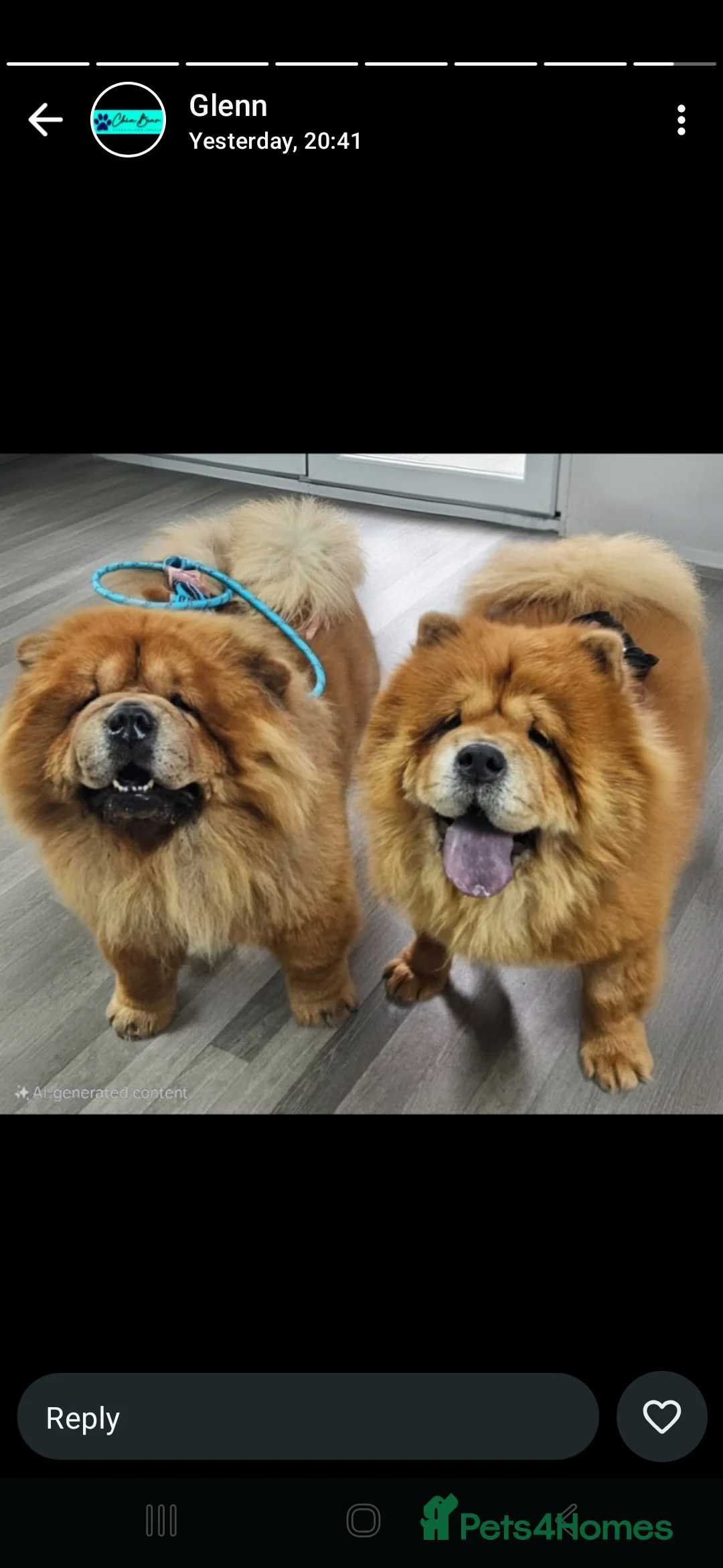 Chow Chow dogs for sale: READY NOW !!! KC REGISTERED CHOW CHOW GIRL - Advert 19
