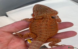 Bearded Dragon reptiles for sale: Bearded dragon babies cb25 - Image 4