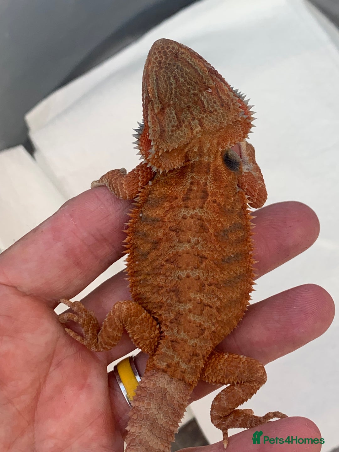 Bearded Dragon reptiles for sale: Bearded dragon babies cb25 - Image 4