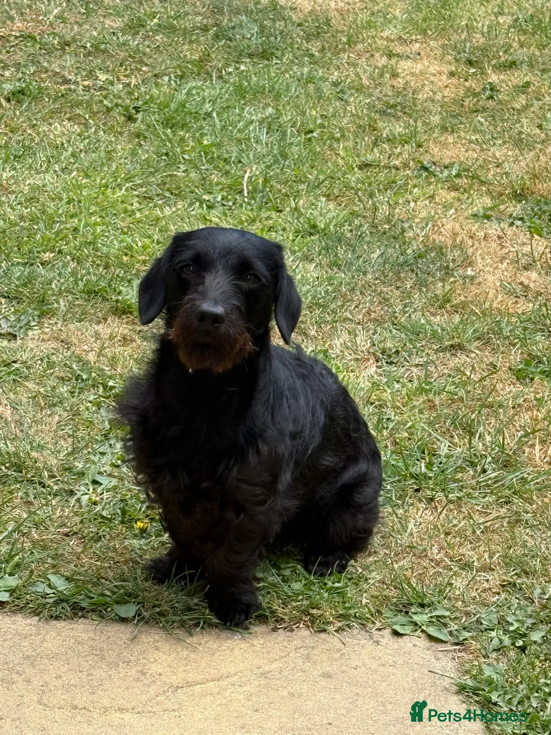 Doxiepoo dogs for sale: Doxiepoo male 18 months  - Advert 2